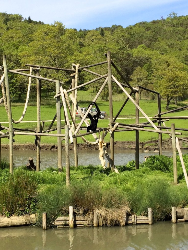 White cheeked gibbons