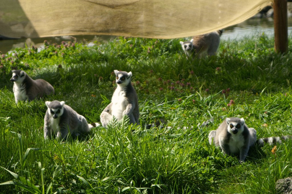 Ring tailed lemur bachelor troupe